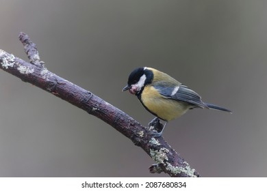 Great Tit Parus Major Infected By A Poxvirose