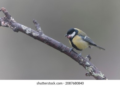 Great Tit Parus Major Infected By A Poxvirose