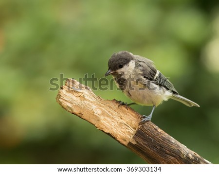 Similar – young great tit with sunflower seed