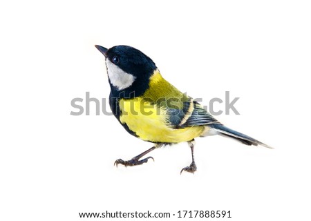 The Great tit (Parus major, male in breeding plumage) is shown in close-up in the statics and dynamics of body movements. Isolate on a white background