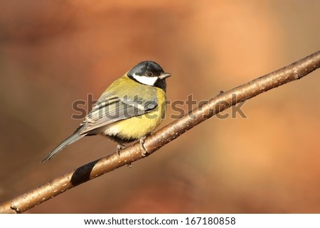 Similar – Image, Stock Photo Great Tit