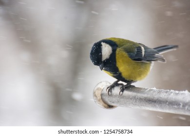 Great tit (Parus major) on blurred winter background.