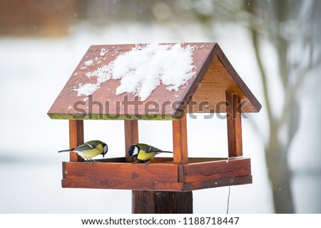Great tit Parus Major on feeder at winter