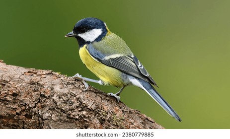 Great tit (Parus major). One of the most common garden birds at the feeders in winter.