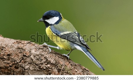 Great tit (Parus major). One of the most common garden birds at the feeders in winter.