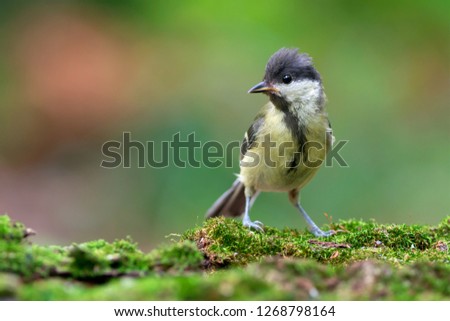 young great tit with sunflower seed