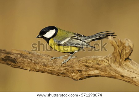 Similar – Image, Stock Photo Great Tit