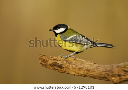 Similar – Image, Stock Photo Great Tit