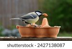 Great tit (parus major) pecking peanut food from orange egg carton bird feeder. 