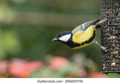 Great Tit (Parus Major) Perched On A Bird Feeder, Cute UK Garden Bird