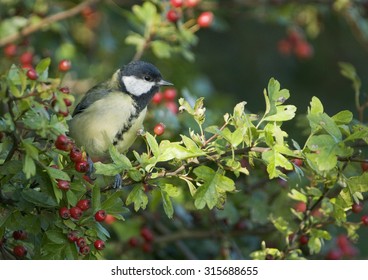 Great Tit (Parus Major) Perched In A Hawthorn Hedge