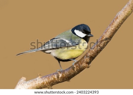 Similar – Image, Stock Photo Great Tit