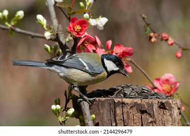 The Great Tit, Parus Major, Sits Next To A Blossoming Branches Of A Forest Fruit Trees With Reddish And White Flowers And Eats Sunflower Seeds From A Garden Bird Feeder On A Stump. Bird Eating Seeds.