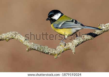 Similar – Image, Stock Photo Great Tit