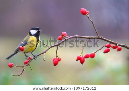 Great tit, parus major, sitting on rosehip in autumn nature. Colorful bird looking around from bush with red berries in fall. Small yellow feathered animal resting on tiny twig.