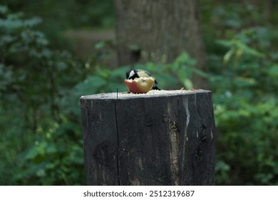 Great tit (parus major) that sits on tree stump (altar in pagan shrine in Tsaritsyno park) with half of apple and  eating it - Powered by Shutterstock