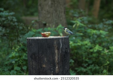 Great tit (parus major) that sits on tree stump (altar in pagan shrine in Tsaritsyno park) with half of apple - Powered by Shutterstock