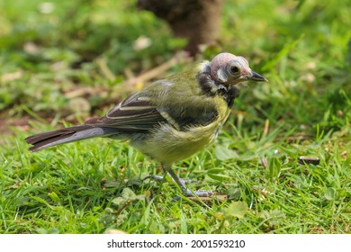 Great Tit Perched On The Ground With Bald Head Due To Feather Mites.  Diseased Bird.