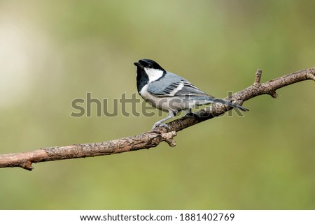 Similar – Vogel auf einem Zweig 1