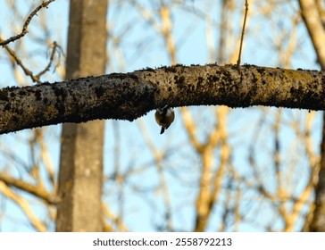 A great tit sits upside down on a bare tree branch, the songbird catches its paws on the mossy bark. A natural pattern of leafless upper branches against a blue sky. A sunny autumn day in a city park - Powered by Shutterstock