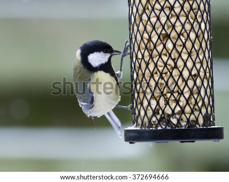 Great tit sitting and eating on a bird feeder looking at the peanuts