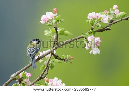 Similar – Image, Stock Photo titmouse spring