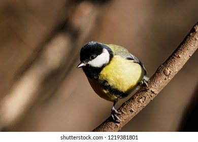 Great tit sitting on branch of tree portrait. Cute bright common park songbird. Bird in wildlife.