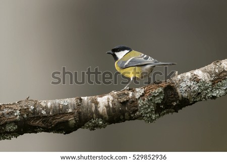 Image, Stock Photo Great Tit