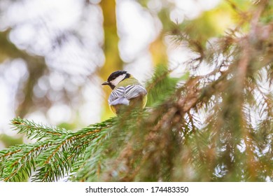 Great tit is sitting on spruce branch (Parus major)