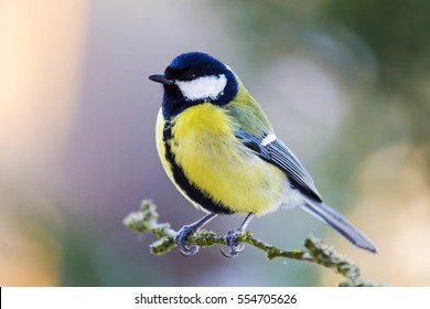 Image result for great tit