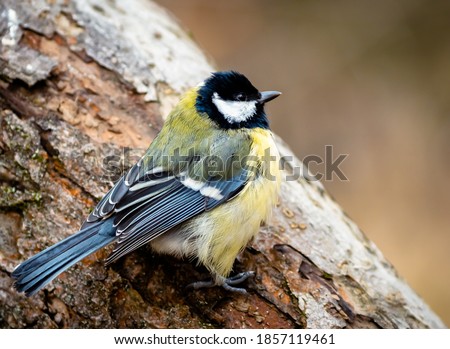 Great tit sitting on a tree rumpled feathers. Cute little birdie with black, white and yellow feathers in winter. Portrait of a titmouse with gaudy plumage with blurry background