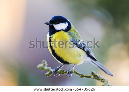 The great tit sitting on tree branch.