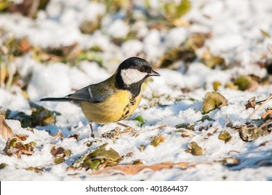 Great Tit In A Spring Snow