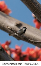 Great Tit Is Standing On The Branch Of Kapok, Eating The Buds.