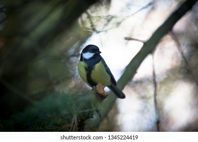 The great tit standing on the tree branch at the park in Finland, Europe