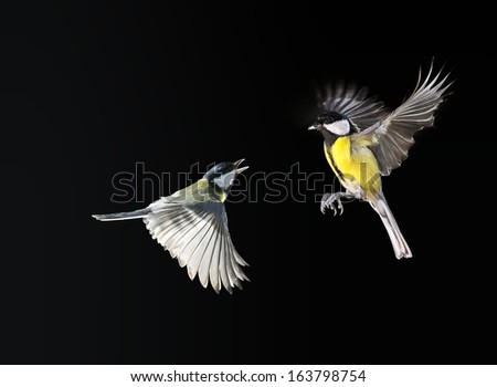 Similar – another tit Vogel Meisen 1