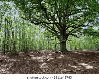 A great tree in a crowded forest