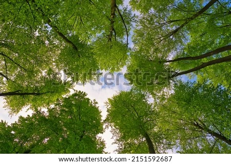 a great view up into the trees direction sky, sunstars, fresh green and blue sky, treetops, Germany