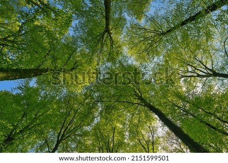 a great view up into the trees direction sky, sunstars, fresh green and blue sky, treetops