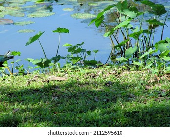 Great View Of Lake Griffin