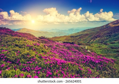 Flower Hills High Res Stock Images | Shutterstock