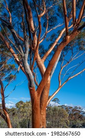 The Great Western Woodlands of Western Australia is the largest intact temperate forest in the world. Features the gimlet gum ('Eucalyptus salubris') and saltbush. Near Norseman. - Shutterstock ID 1982667650