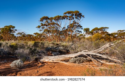 The Great Western Woodlands of Western Australia is the largest intact temperate forest in the world. Features the gimlet gum ('Eucalyptus salubris') and saltbush. Near Norseman. - Shutterstock ID 1982827574