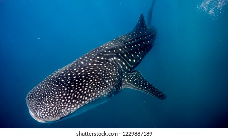 The great whale shark swimming in the blue. Tofo. Mozambique.