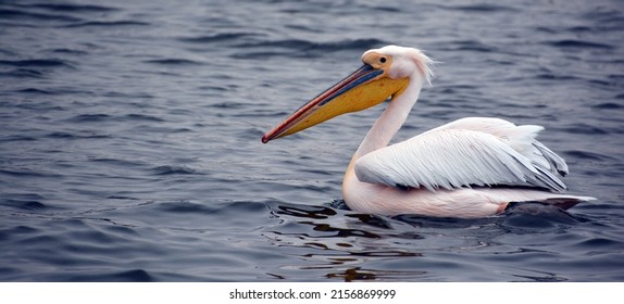 Great white or eastern white pelican, rosy pelican or white pelican is a bird in the pelican family.It breeds from southeastern Europe through Asia and in Africa in swamps and shallow lakes. - Shutterstock ID 2156869999