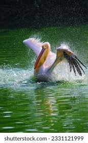 Great white or eastern white pelican, rosy pelican or white pelican swimming in a pond