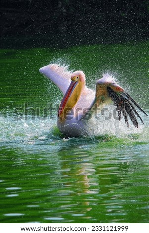 Great white or eastern white pelican, rosy pelican or white pelican swimming in a pond