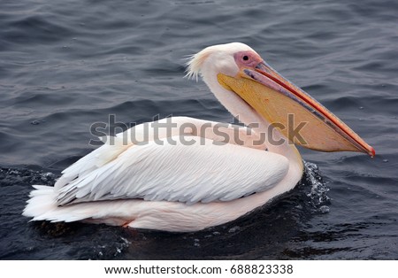 Great white or eastern white pelican, rosy pelican or white pelican is a bird in the pelican family.It breeds from southeastern Europe through Asia and in Africa in swamps and shallow lakes.