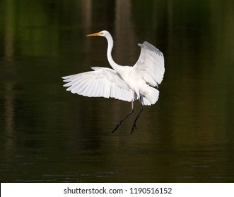 Great White Egret