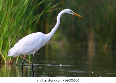 Great White Egret